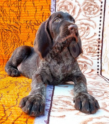 Щенок дратхаар